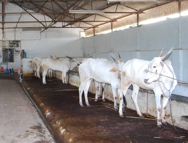 KHILLAR cow LRDTC KNPVC